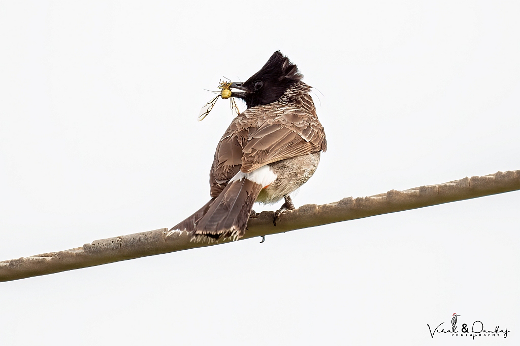 Red-vented Bulbul